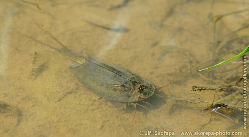 Triops cancriformis, listonoh letní