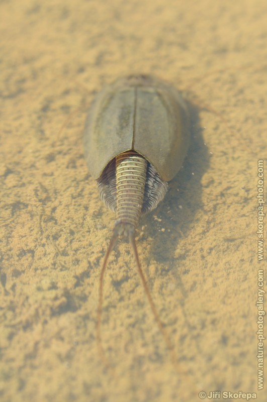 Triops cancriformis, listonoh letní