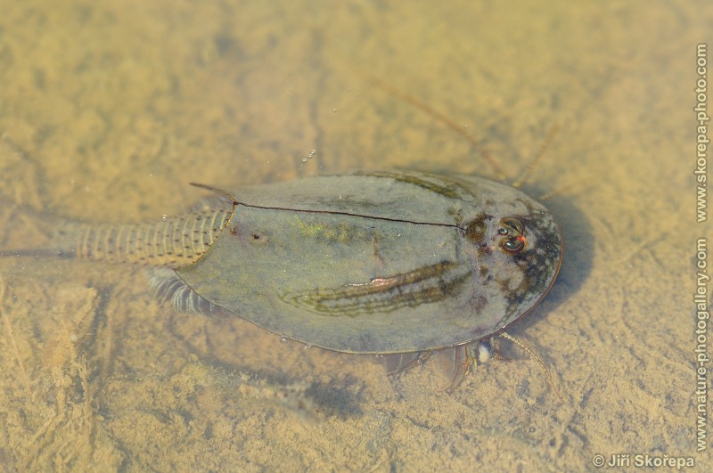 Triops cancriformis, listonoh letní