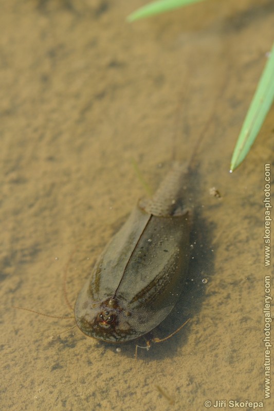 Triops cancriformis, listonoh letní