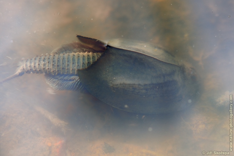 Triops cancriformis, listonoh letní