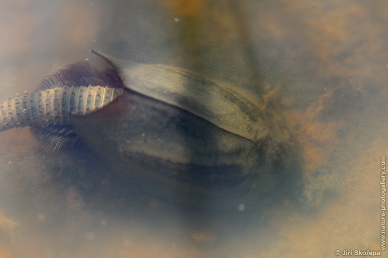 Triops cancriformis, listonoh letní