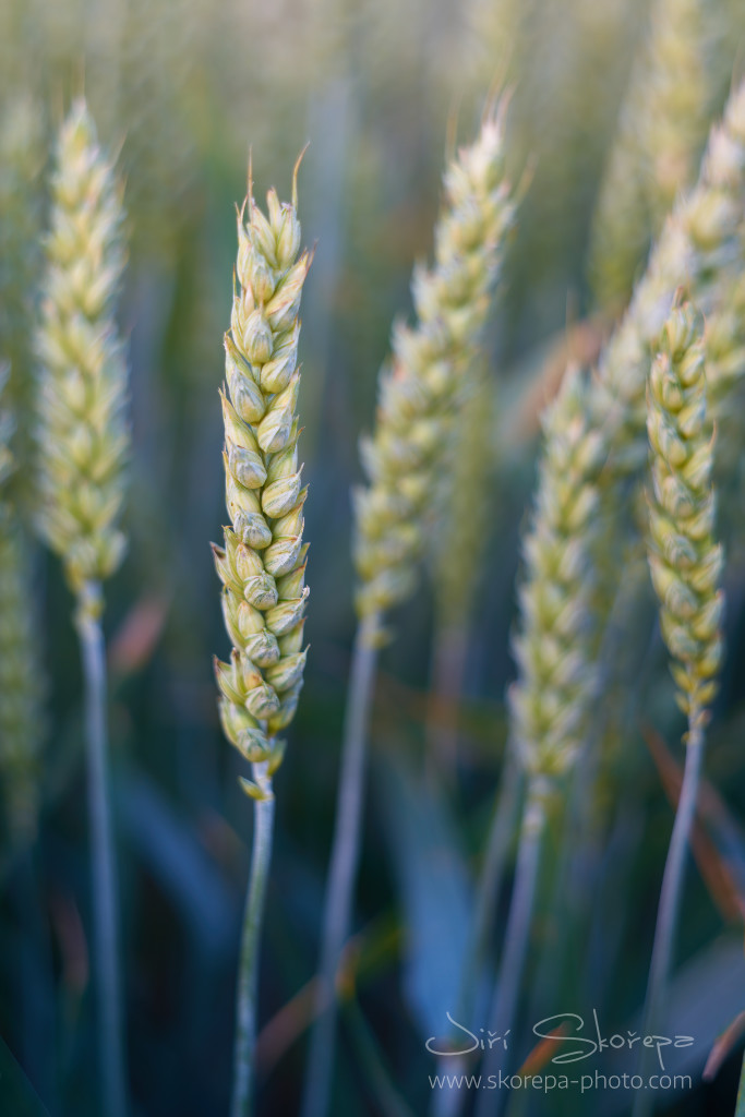 Triticum aestivum, pšenice setá – Humpolecko