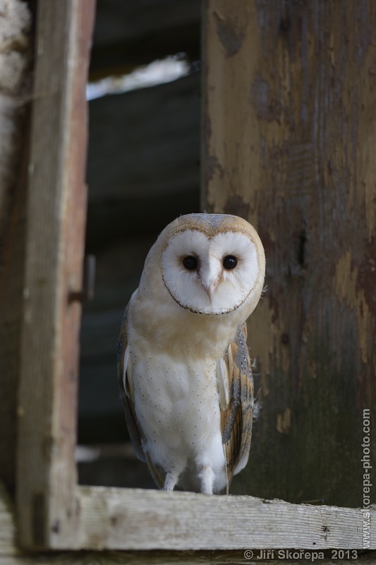 Tyto alba, sova pálená