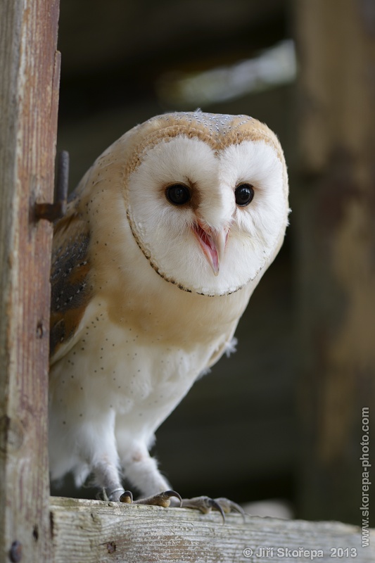 Tyto alba, sova pálená