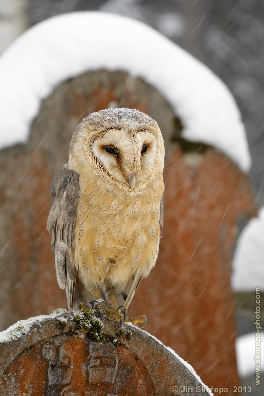 Tyto alba, sova pálená - Dřevíkov, Vysočina