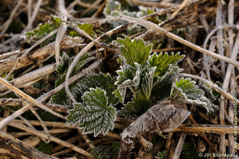 Urtica dioica, kopřiva dvoudomá - Hodětín, Vltavotýnsko