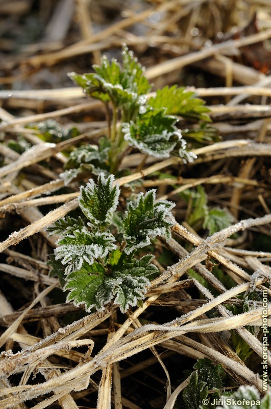 Urtica dioica, kopřiva dvoudomá - Hodětín, Vltavotýnsko