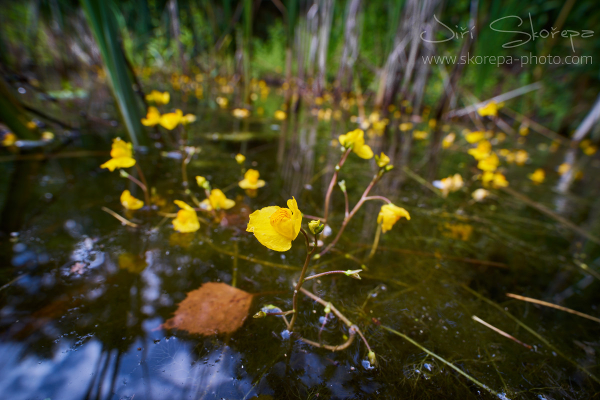 Utricularia australis, bublinatka jižní – Vlkov, Táborsko