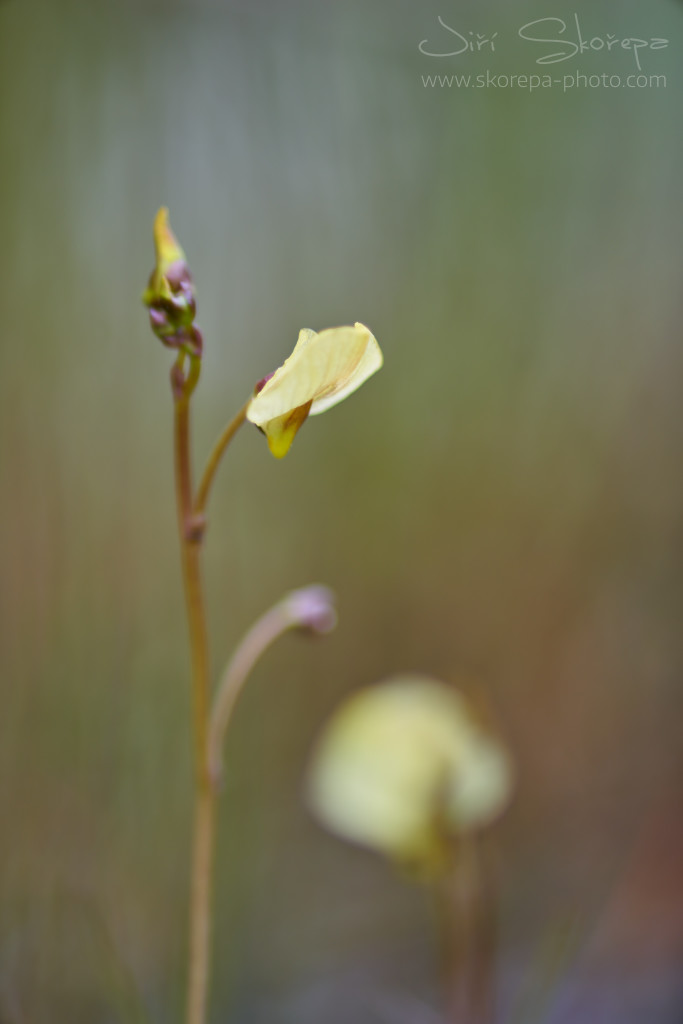 Utricularia bremii, bublinatka vícekvětá – Třeboňsko