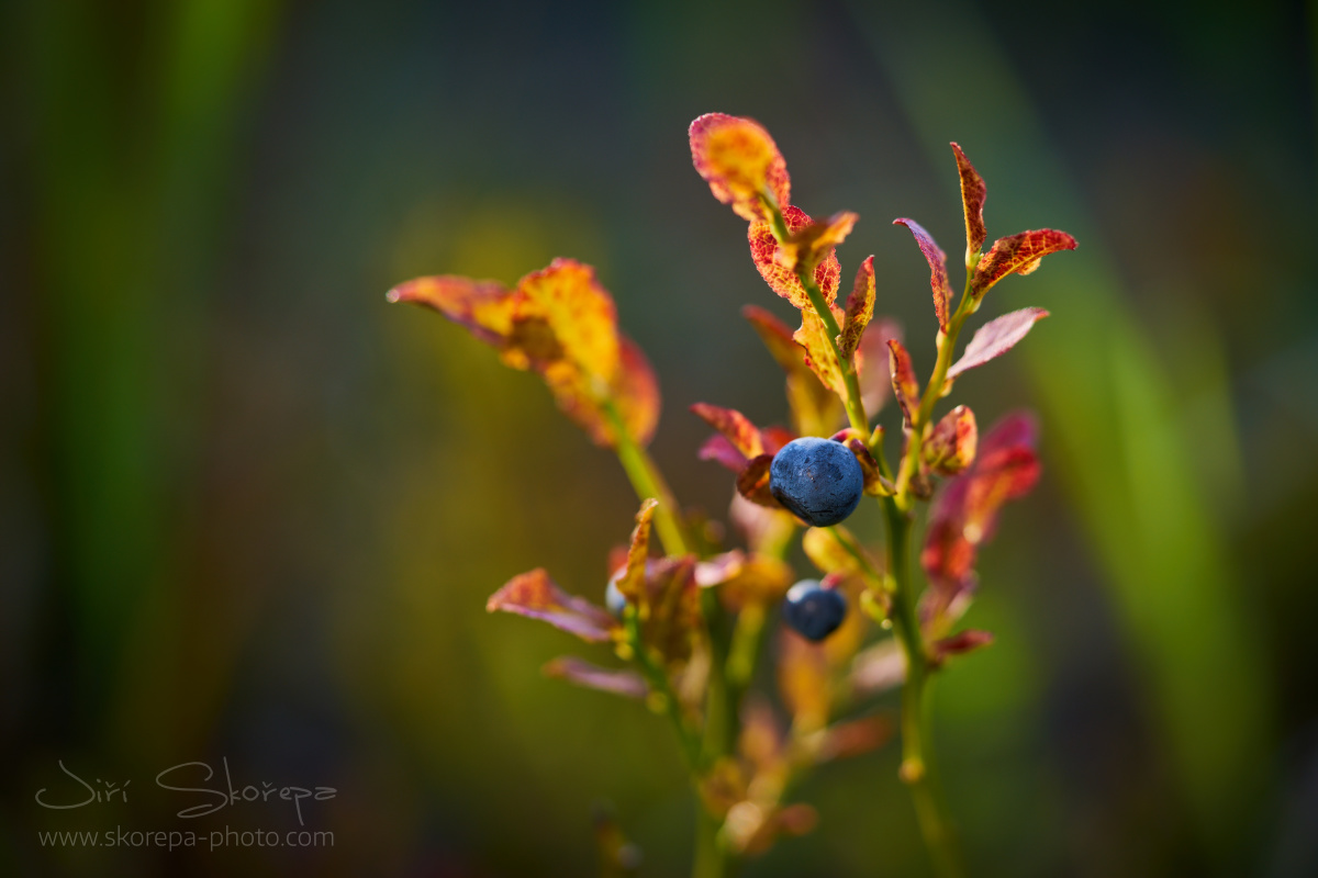 Vaccinium myrtillus, brusnice borůvka - Třeboňsko