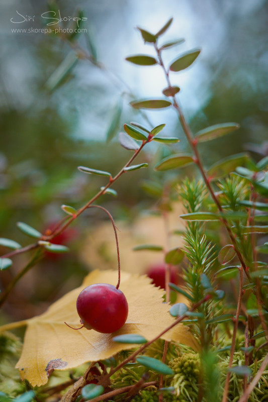 Vaccinium oxycoccos, klikva bahenní – Táborsko