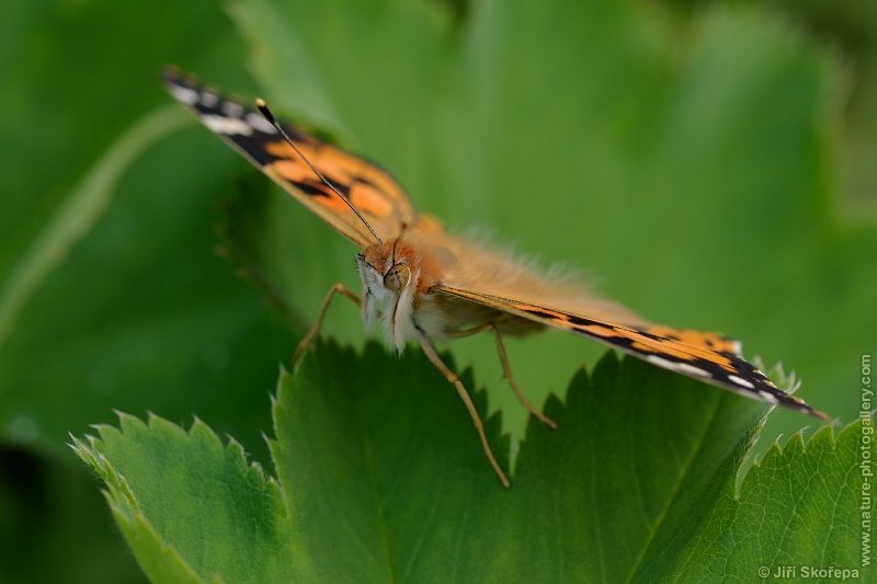 Vanessa cardui, babočka bodláková