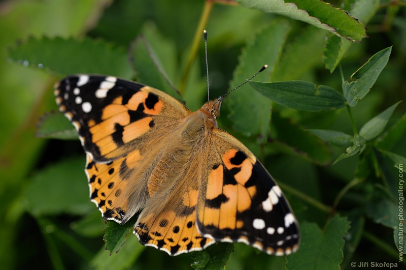 Vanessa cardui, babočka bodláková