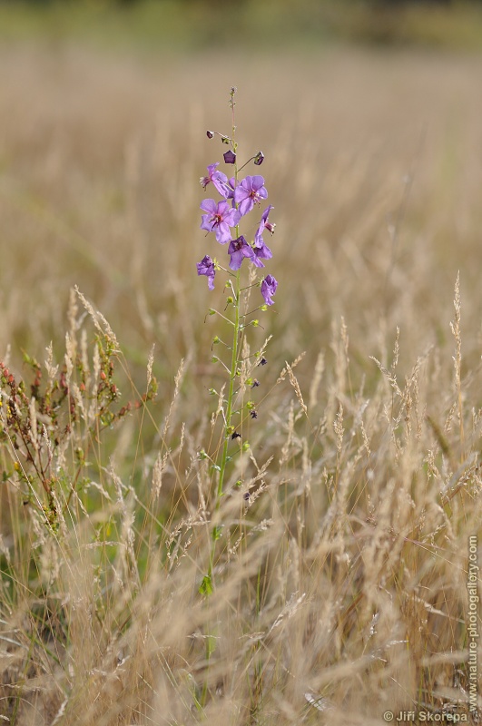 Verbascum phoeniceum, divizna brunátná