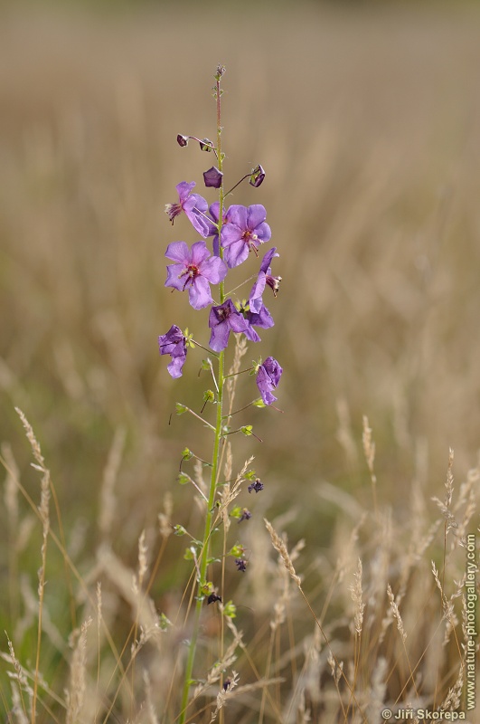 Verbascum phoeniceum, divizna brunátná