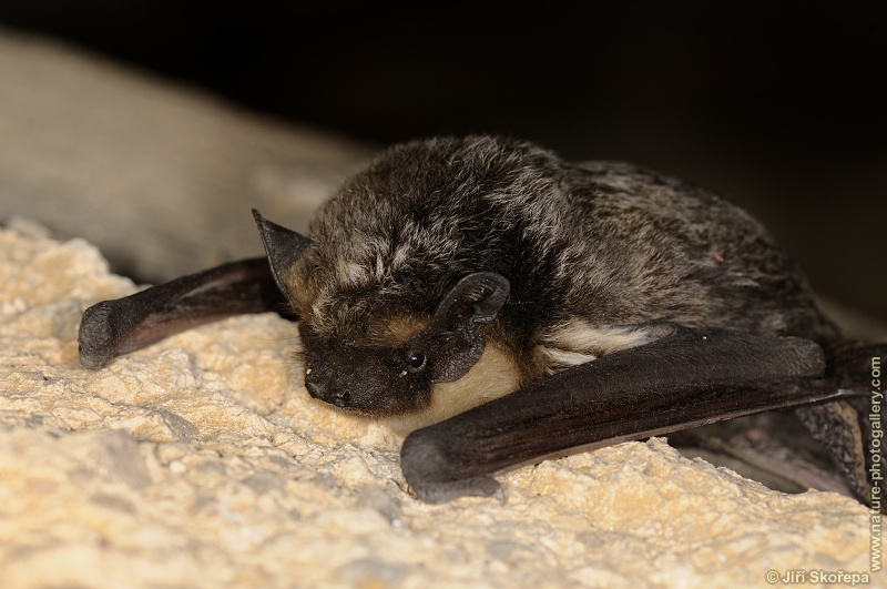 Vespertilio murinus, netopýr pestrý