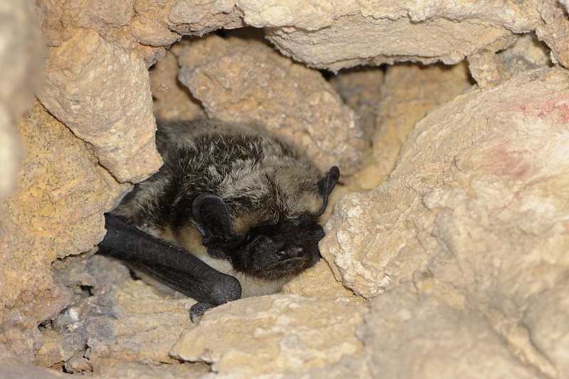 Vespertilio murinus, netopýr pestrý - NPR Karlštejn, CHKO Český kras. 