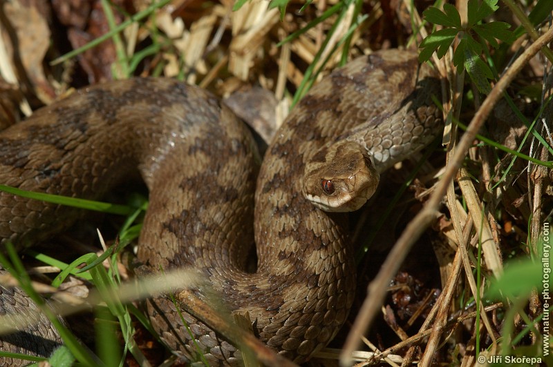 Vipera berus, zmije obecná