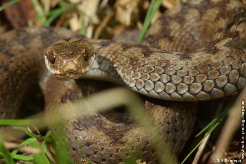 Vipera berus, zmije obecná