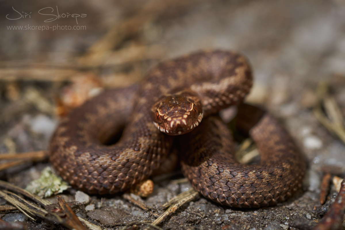 Vipera berus, zmije obecná – PR Borkovická blata, Táborsko