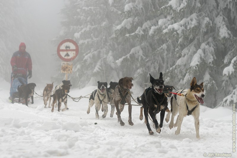 Závod psích spřežení Nonstop 2010 - Veclov, Jindřichohradecko.