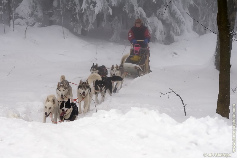 Závod psích spřežení Nonstop 2010 - Veclov, Jindřichohradecko.