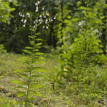 Adenophora liliifolia, zvonovec...