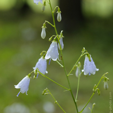 Adenophora liliifolia, zvonovec...