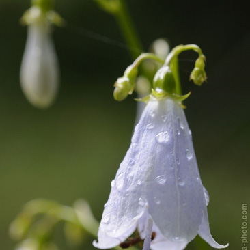 Adenophora liliifolia, zvonovec...