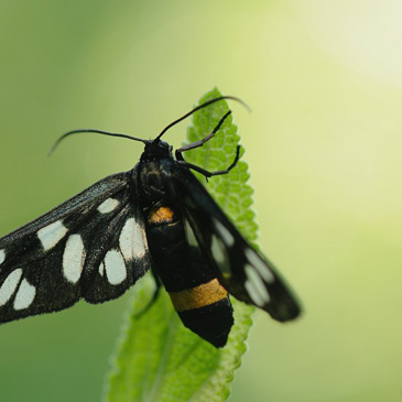 Amata phegea, běloskvrnáč...