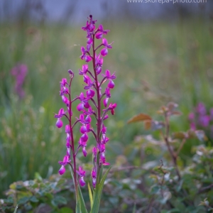 Anacamptis laxiflora, vstavač...