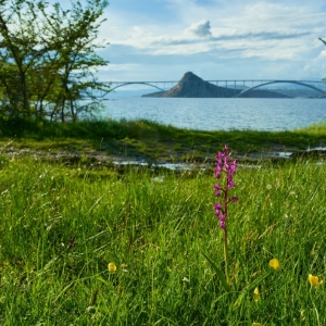 Anacamptis laxiflora - vstavač řídkokvětý