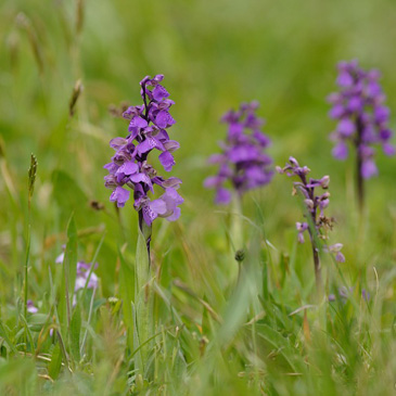 Anacamptis morio – vstavač kukačka