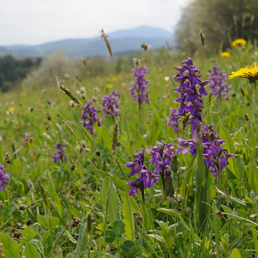 Anacamptis (Orchis) morio, vstavač...