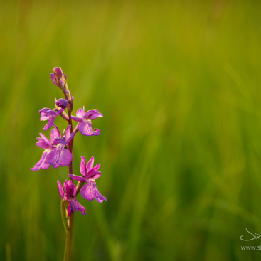 Anacamptis (Orchis) palustris, vstavač...