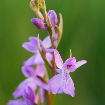 Anacamptis (Orchis) palustris, vstavač...