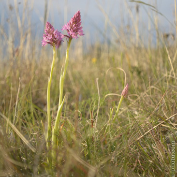 Anacamptis pyramidalis, rudohlávek...