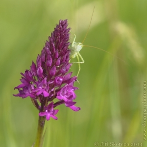 Anacamptis pyramidalis – rudohlávek jehlancový