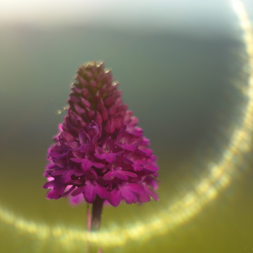 Anacamptis pyramidalis, rudohlávek...