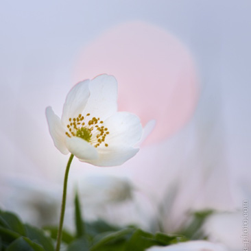 Anemone nemorosa, sasanka hajní -...