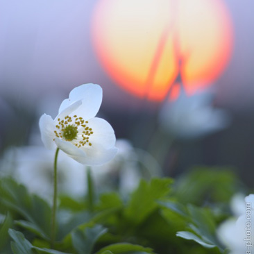 Anemone nemorosa, sasanka hajní -...