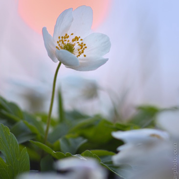 Anemone nemorosa, sasanka hajní -...