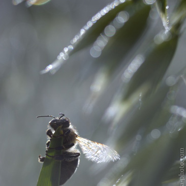 Apis sp., včela - Táborsko.