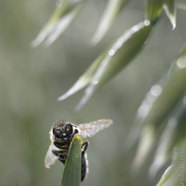 Apis sp., včela - Táborsko.