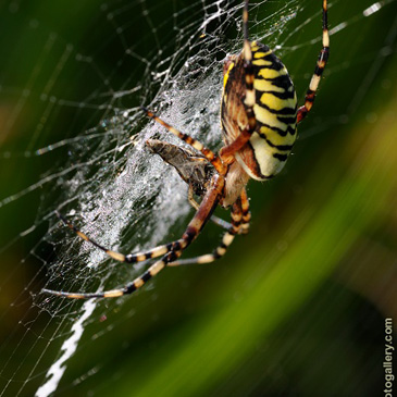 Argiope bruennichi, křižák pruhovaný