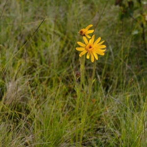 Arnica montana, prha arnika