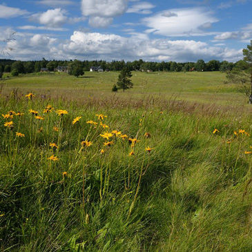 Arnica montana, prha arnika