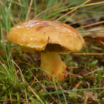 Aureoboletus gentilis – hřib pružný