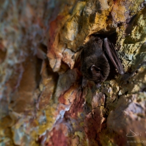 Barbastella barbastellus – netopýr černý
